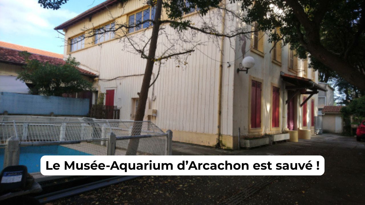 Le Musée-Aquarium d’Arcachon enfin sauvé !-2